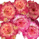 Rosa Do Deserto Beauty Flor Grande Importada 