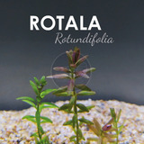 Planta Acuática Pecera Rotala Rotundifolia 