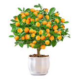 Calamondin Citrus - Naranja Granulada - Mandarina - Plantula