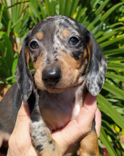 Cachorros Salchicha Arlequines Dachshund Perros