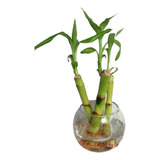 Planta - Troncos De Bambú X3 