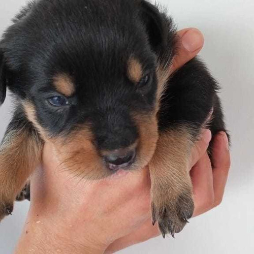 Lindos Filhotes De Rottweilers, Pai E Mãe Grandes E Fortes 