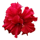 Planta De Tulipán Hibisco Rosa De China