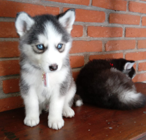 Cachorro Husky Siberiano; Manto Negro Y Gris Pecho Blanco