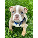 Cachorros Bulldog Ingles Lilac And Tan Exotic Perros