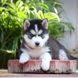 Husky Siberiano Vamos Brincar.. Sou Lindo! Disponivel