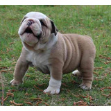 Cachorro Bulldog Ingles Con Opción A Pedigree 