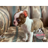 Raza Boston Terrier Precio Especial Oferta