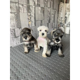 Cachorros Schnauzer Mini 