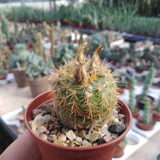 Semillas Cactus - Frailea Heliosa