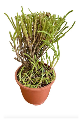 Suculenta: Crassula Muscosa