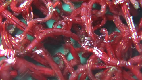 Bloodworms Congelados / Larva De Chironomus