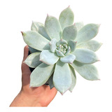 Suculenta Echeveria Blue Bird Pote 11 Planta Externa De Sol