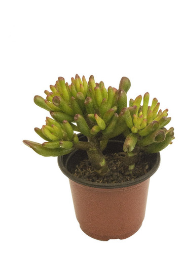 Suculenta Oreja De Shrek (crassula Ovata Gollum) En Maceta