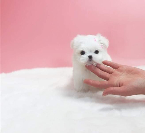 Bichón Maltés Miniatura 