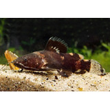 Peixe Bagre Raninus -aquário- Água Doce