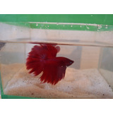 Peixe Betta De Linhagem Super Red Long Tail( Casal) + Brinde