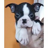 Cachorros Boston Terrier Pedigree F.c.a.