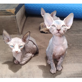 Gata Esfinge Sphynx Egipcios Sin Pelo Medellin 