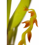 Mini Micro Orquídea Pleurothallis Ochreata Planta Adulta