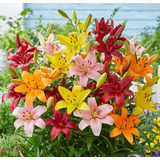 Bulbos Lilium Enano X10 Bulbos Mix Asiáticos Varios Colores