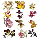 Kit 3 Catasetum  - Adultos - Orquideas