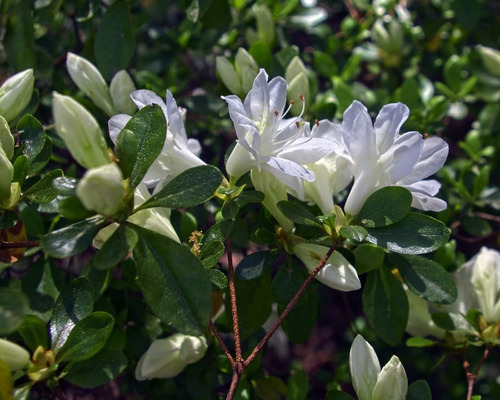Planta Biflora Azalea Rododendro Ornamental Bonsái Pequeña