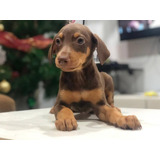 Cachorro Doberman