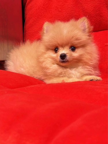 Pomerania Lulú