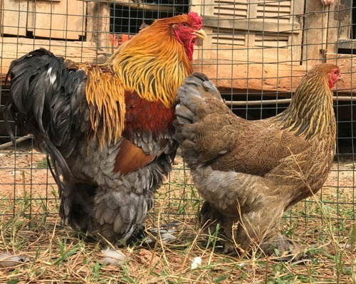 Ovos Férteis De Brahma Perdiz Azul 6 Ovos