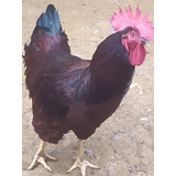 Ovos Férteis Rhode Island Red