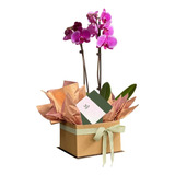 Orquídea Phalaenopsis Fucsia - Tonos Vibrantes En Flor