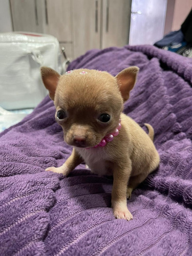 Chihuahua Pelo Curto Lindíssimos Pequenos Pet Disponivel