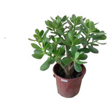 Crassula Ovata - Jade Plant, Despacho Incluido. 