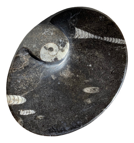 Bello Platon De Piedra Fosil Con Incrustaciones De Ammonite