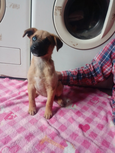 Adopcion Cachorra Aprox. 3 Meses