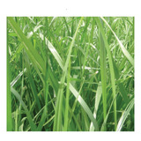 Semilla Forrajes Pastos Ryegrass Ibex Clima Frío 50 Lb