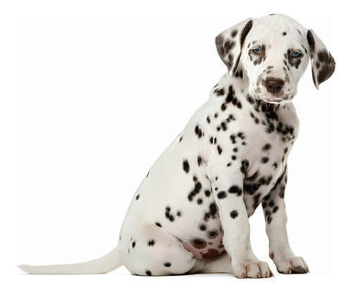 Cachorros Dalmatas Perros Dalmata Puppy Pet Can Dog