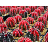 20 Semillas De Cactus Red 