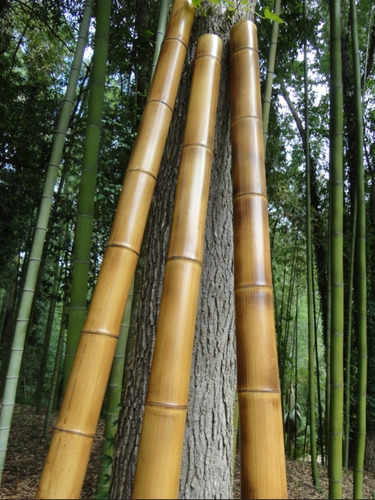 3 Varas De Bambú Natural Adorno 150 Cm Largo / 5-6 Cm Grosor