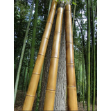 3 Varas De Bambú Natural Adorno 150 Cm Largo / 5-6 Cm Grosor