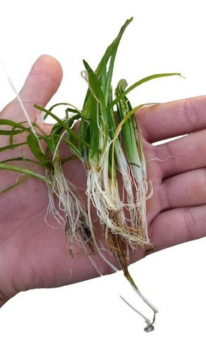 15 Mudas De Sagittaria Subulata