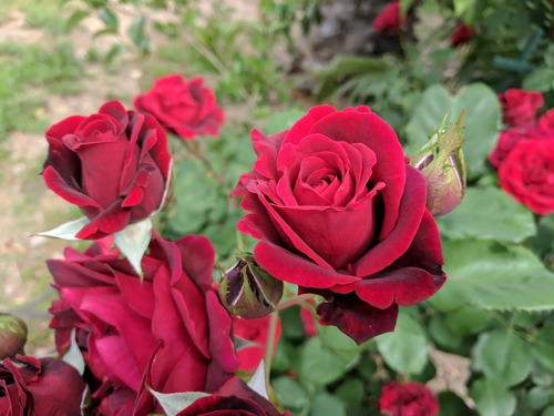 Rosal Enredadera Roja  Mercado Envíos 