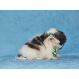 Shi Tzu Macho (shih Tzu)