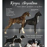 Cachorros Boxer Atigrados Y Bayos Sangre De Campeones!!!!!!!