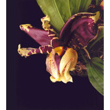 Orquídea Stanhopea Tigrina