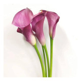 Jumbo Bulbos Alcatraz Calla Lily Variedades