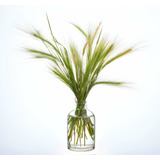 Planta De Stipa Tenuisima Pack De 4 Uds Gratis A Rm