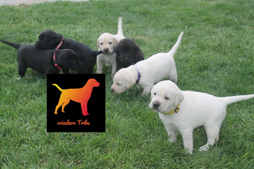 Cachorros Labrador Machitos Con Libreta - Criadero Tribu