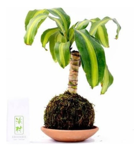 Kokedama 